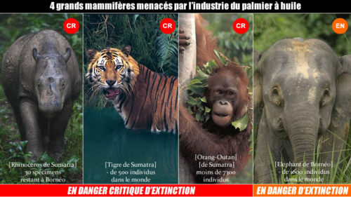 Espèce en voie d’extinction imminente. Source nopalm.org